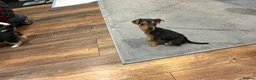 Chihuahua dogs for sale: Beautiful little Chihuahua Puppy 8 weeks old  - Advert 9