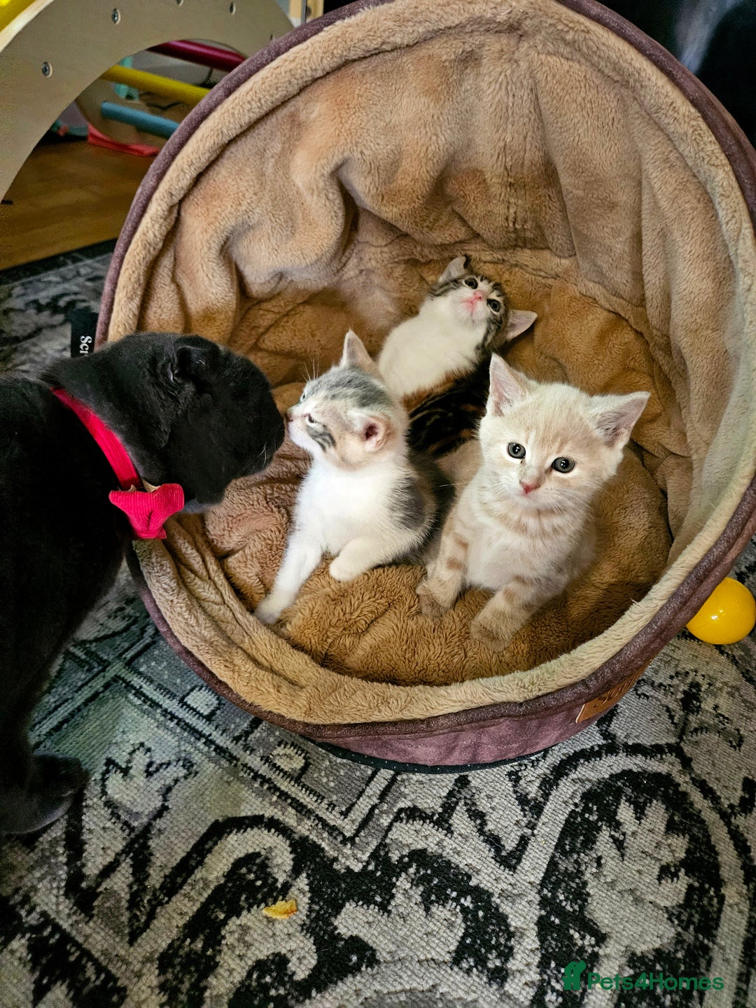 Mixed Breed cats for sale: Cute babies!😸😸😸 - Advert 3