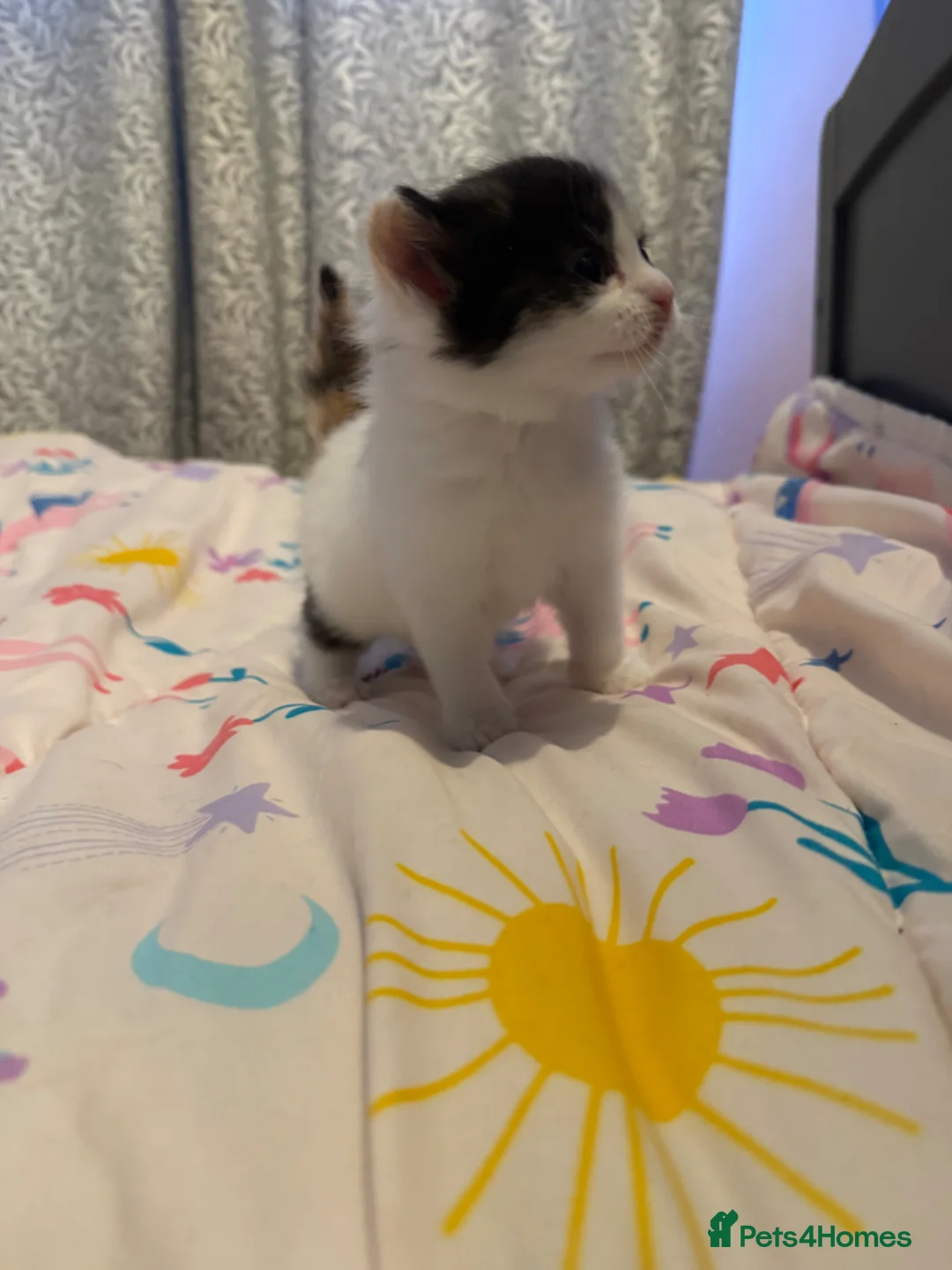 Mixed Breed cats for sale: Playful sweet kittens looking for forever home - Advert 2