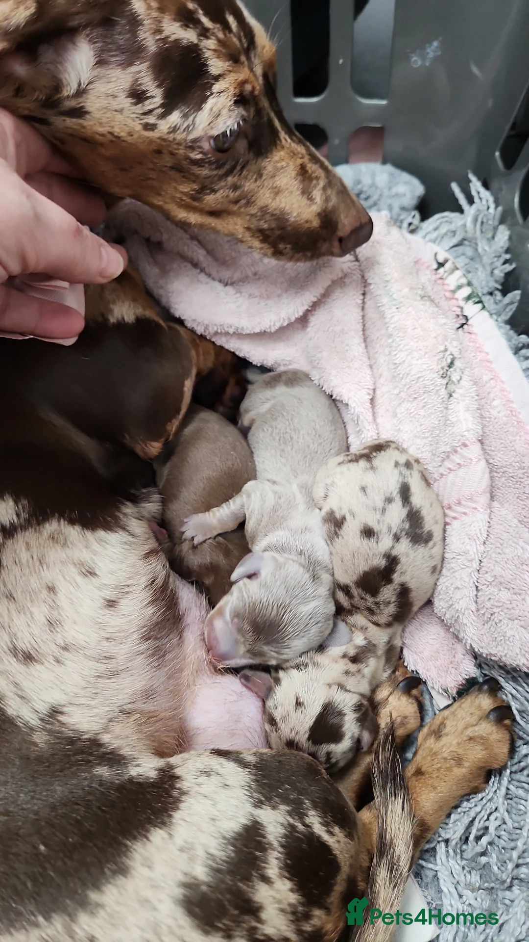 Dachshund dogs for sale: 5 miniture dachshund  - Advert 7