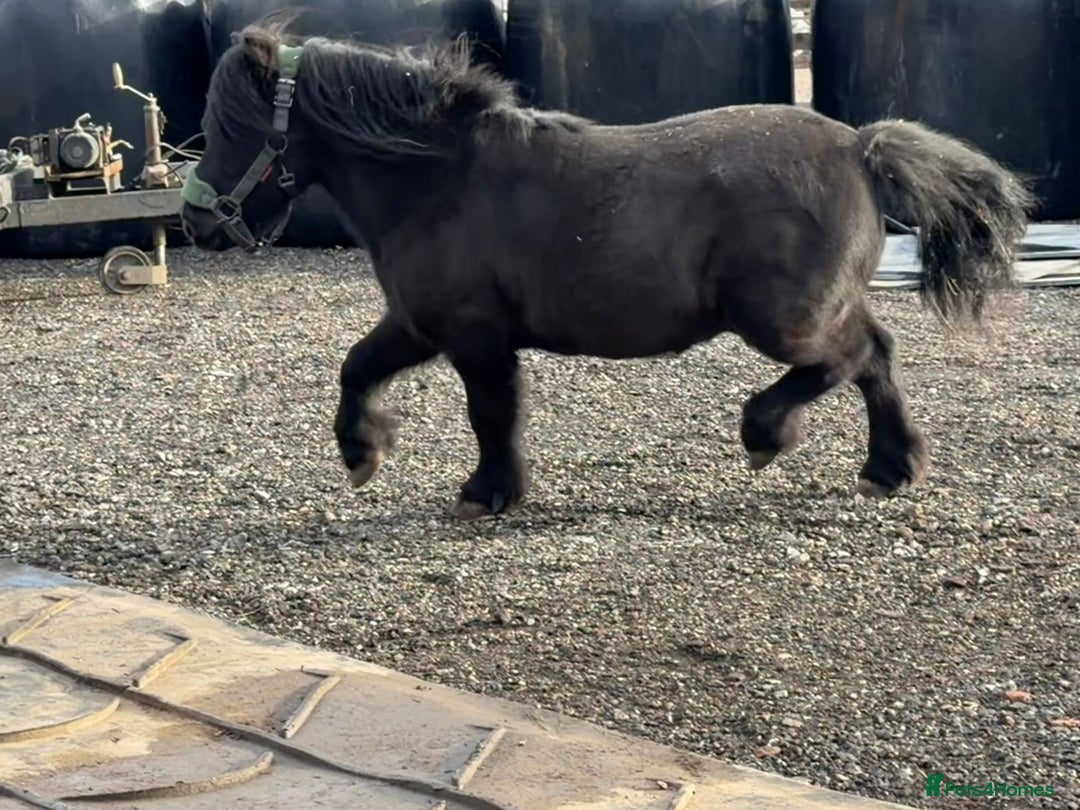 Shetland pony horses for sale: Shetland gelding  - Advert 2