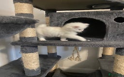 Persian cats for sale: white and orange cream doll face Persians - Image 3