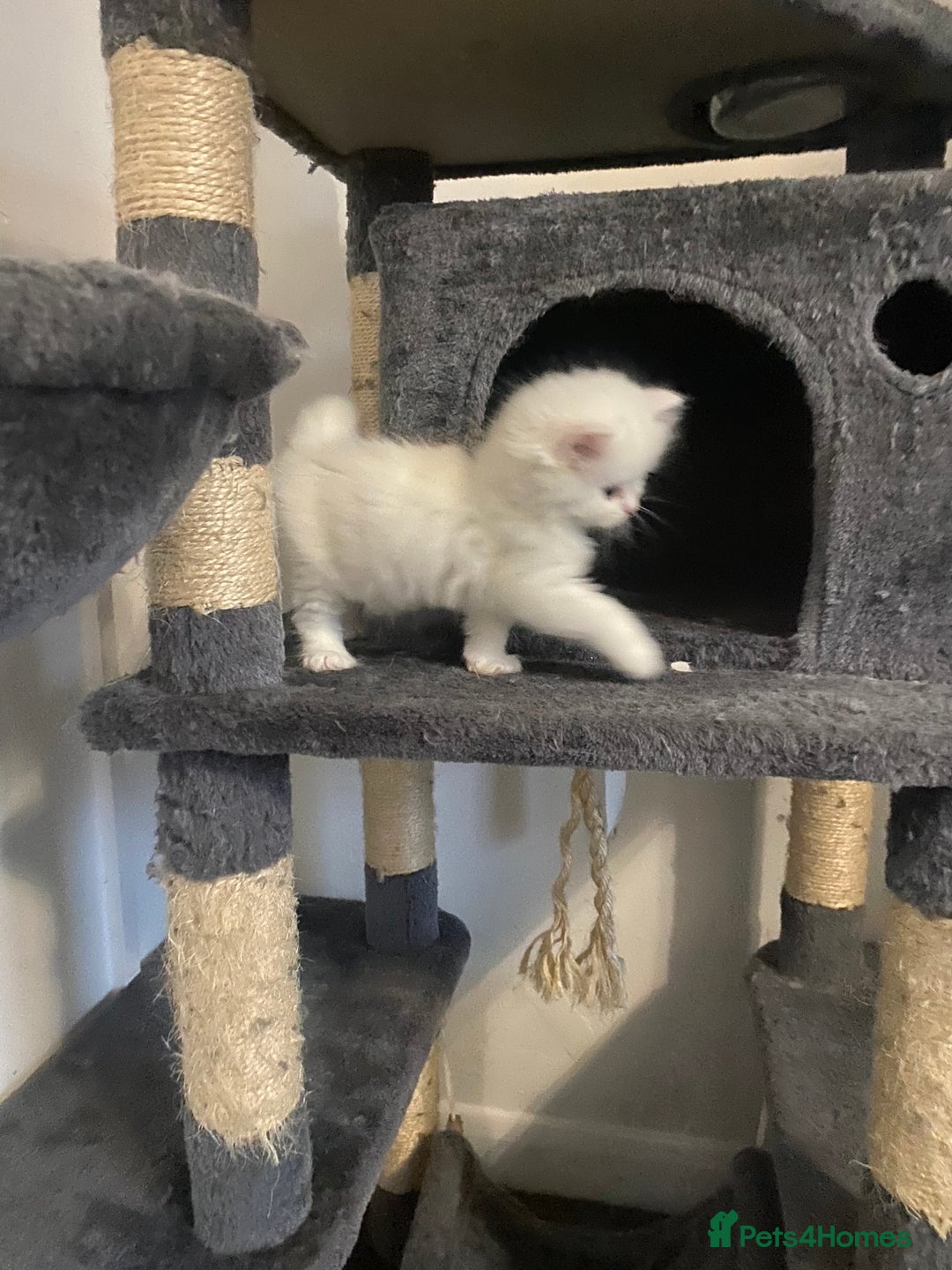 Persian cats for sale: white and orange cream doll face Persians - Image 3