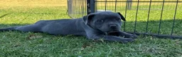 Staffordshire Bull Terrier dogs for sale: Solid pure Staffy's blue to quickly take home - Advert 3