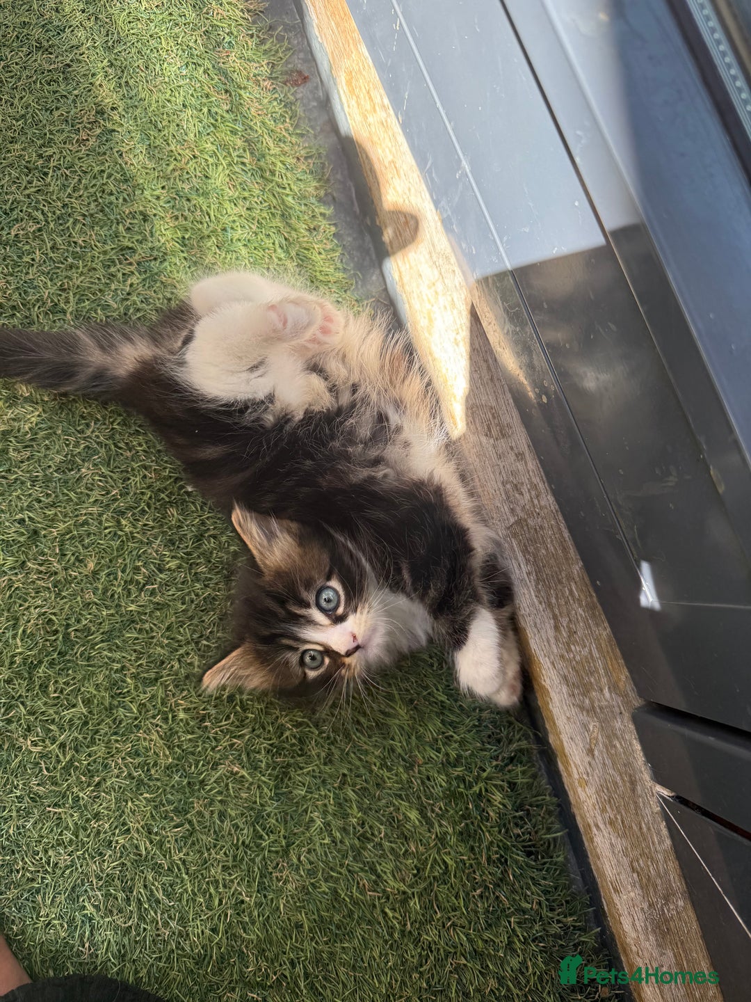 Mixed Breed cats for sale: Mixed kittens - Image 1