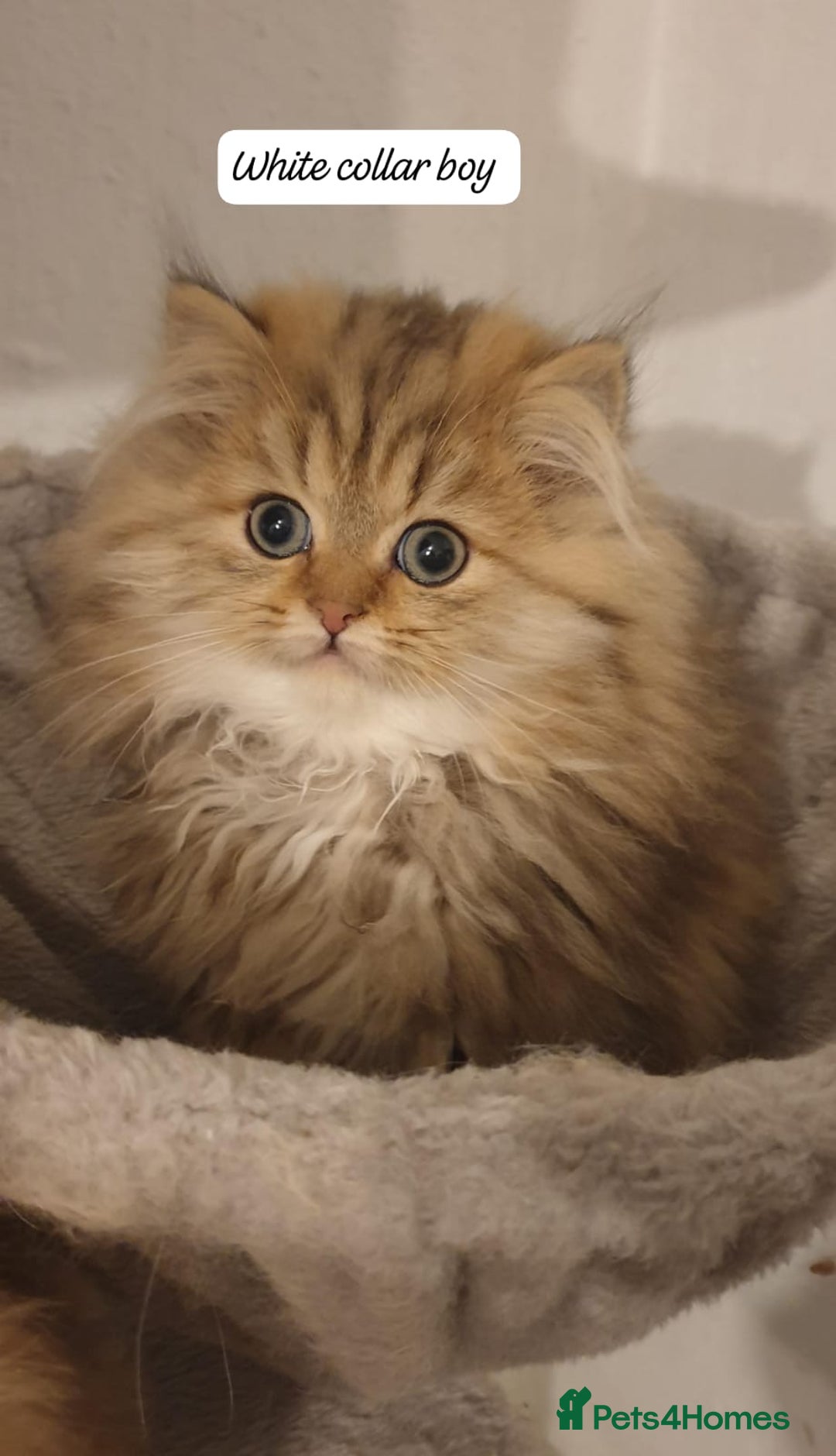 Persian cats for sale: 💖Beautiful Pedigree Chinchilla Persian Kittens. - Advert 17
