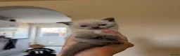 British Shorthair cats for sale: Beautiful British shorthair kittens  - Advert 4