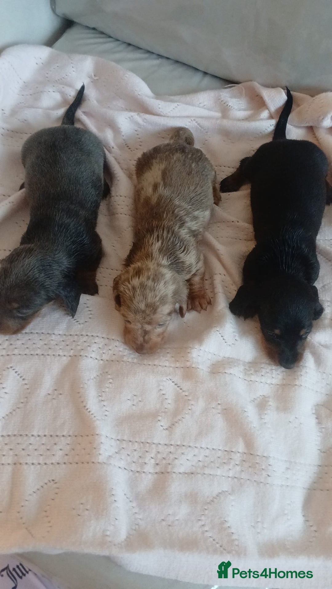 Dachshund dogs for sale: dogs  - Advert 8