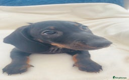 Dachshund dogs for sale: READY TO GO 🐶 Beautiful standard dachshund pups  - Image 1