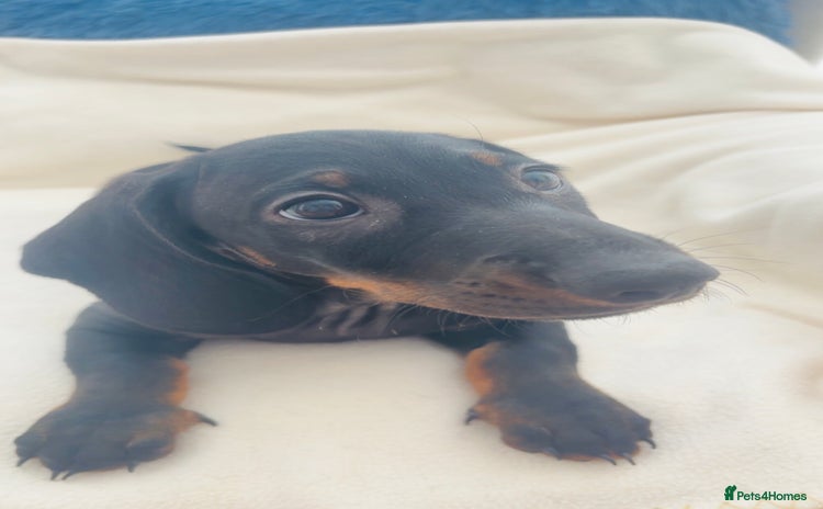 Dachshund dogs - Advert 11