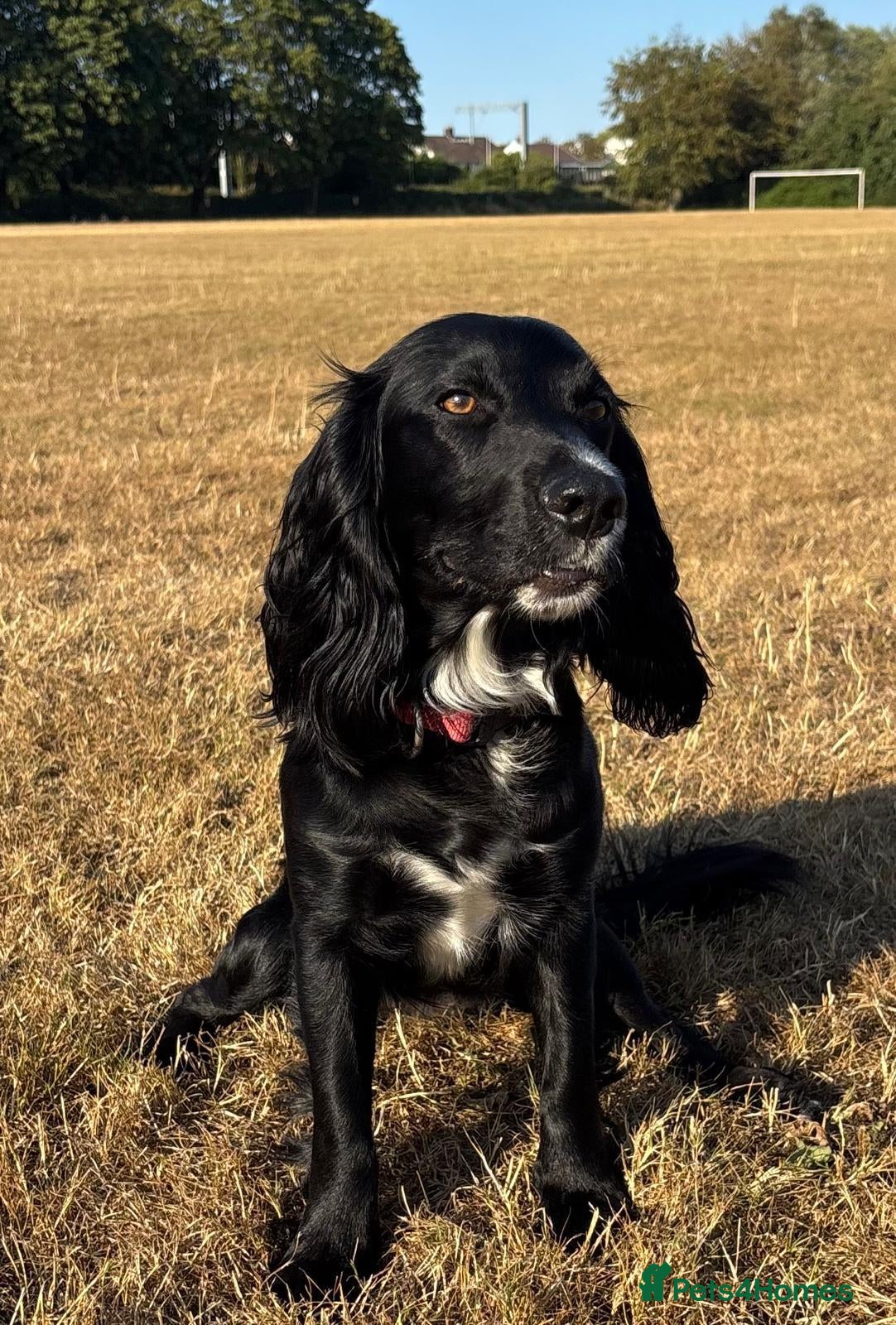 Cocker Spaniel dogs Top Quality KC  Working Cocker Spaniel puppies  - Advert 1