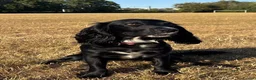Cocker Spaniel dogs for sale: Top Quality KC  Working Cocker Spaniel puppies  in Cardiff - Advert 1