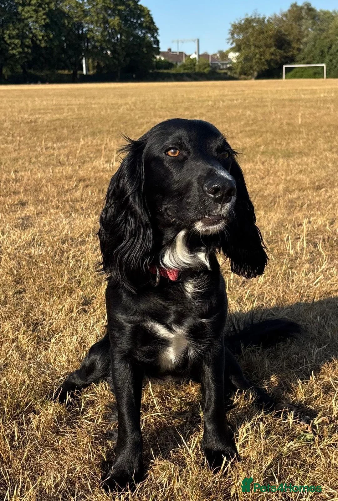 Cocker Spaniel dogs for sale: Top Quality KC  Working Cocker Spaniel puppies  in Cardiff - Advert 1