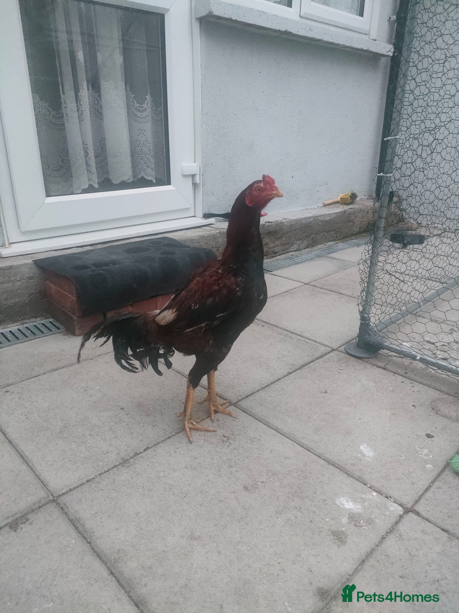 Chickens poultry Aseel chickens for sale  - Advert 2