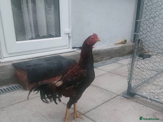 Chickens poultry - Advert 16