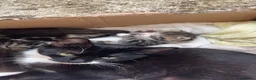 Mixed Breed cats for sale: Kittens  - Advert 6