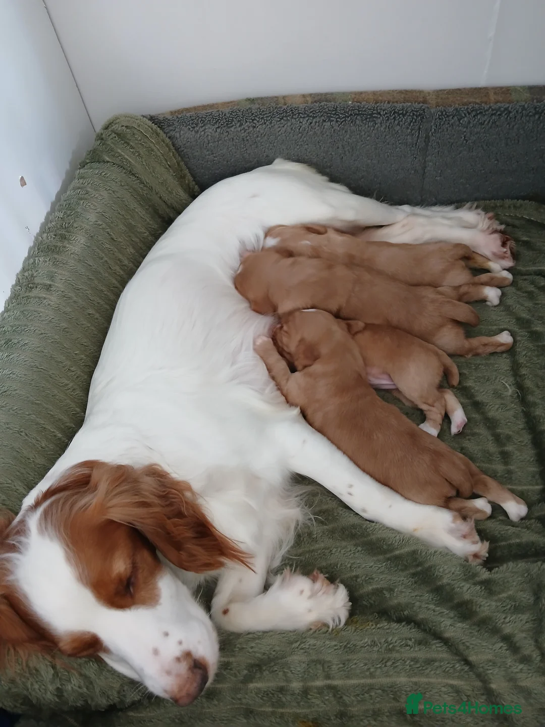 Cocker Spaniel dogs for sale: Kennel Club registered working cocker spaniels  - Advert 2