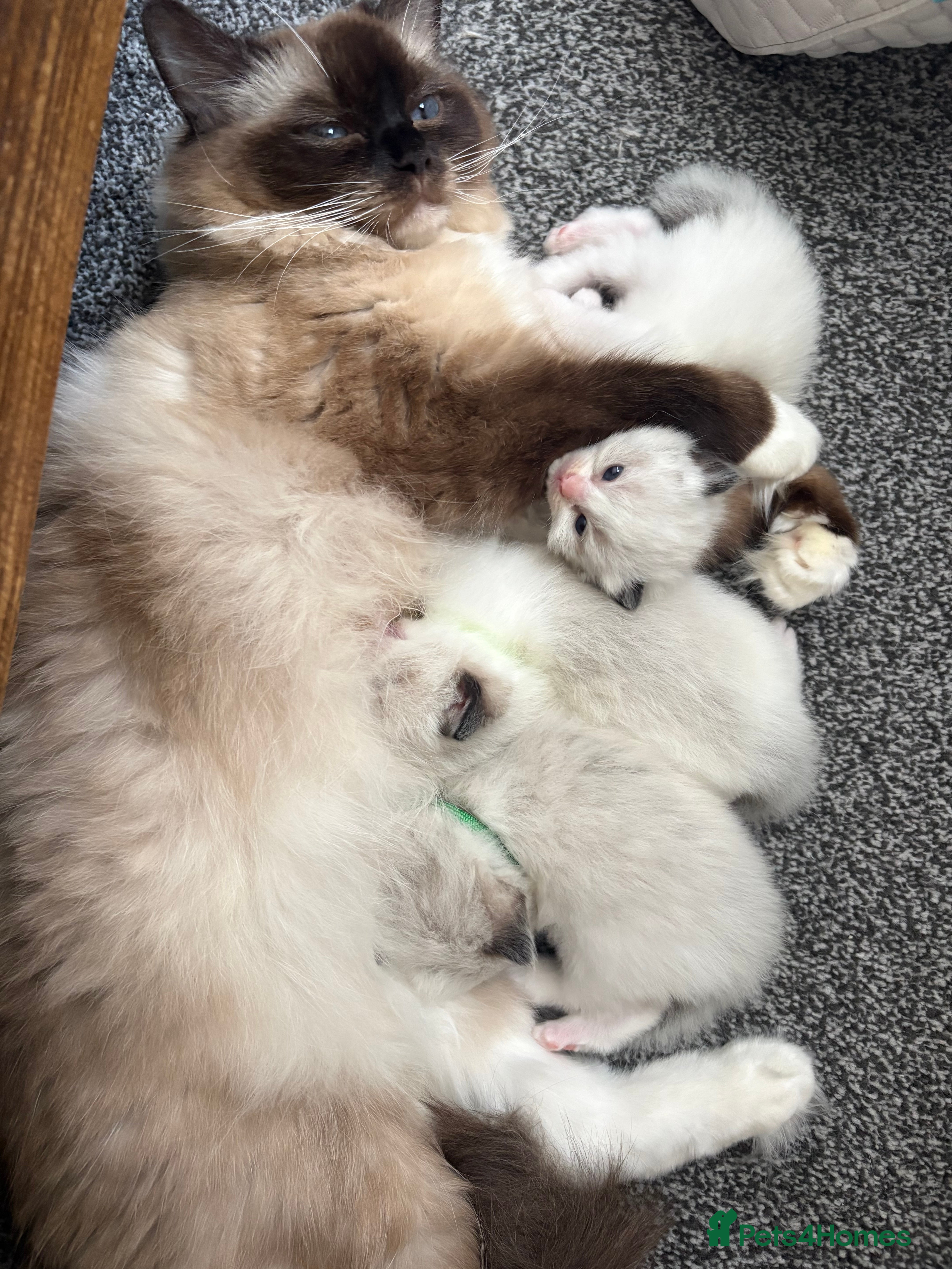 Ragdoll cats 🐈💙Stunning GCCF registered Ragdoll kittens 🐱 💙 - Advert 2