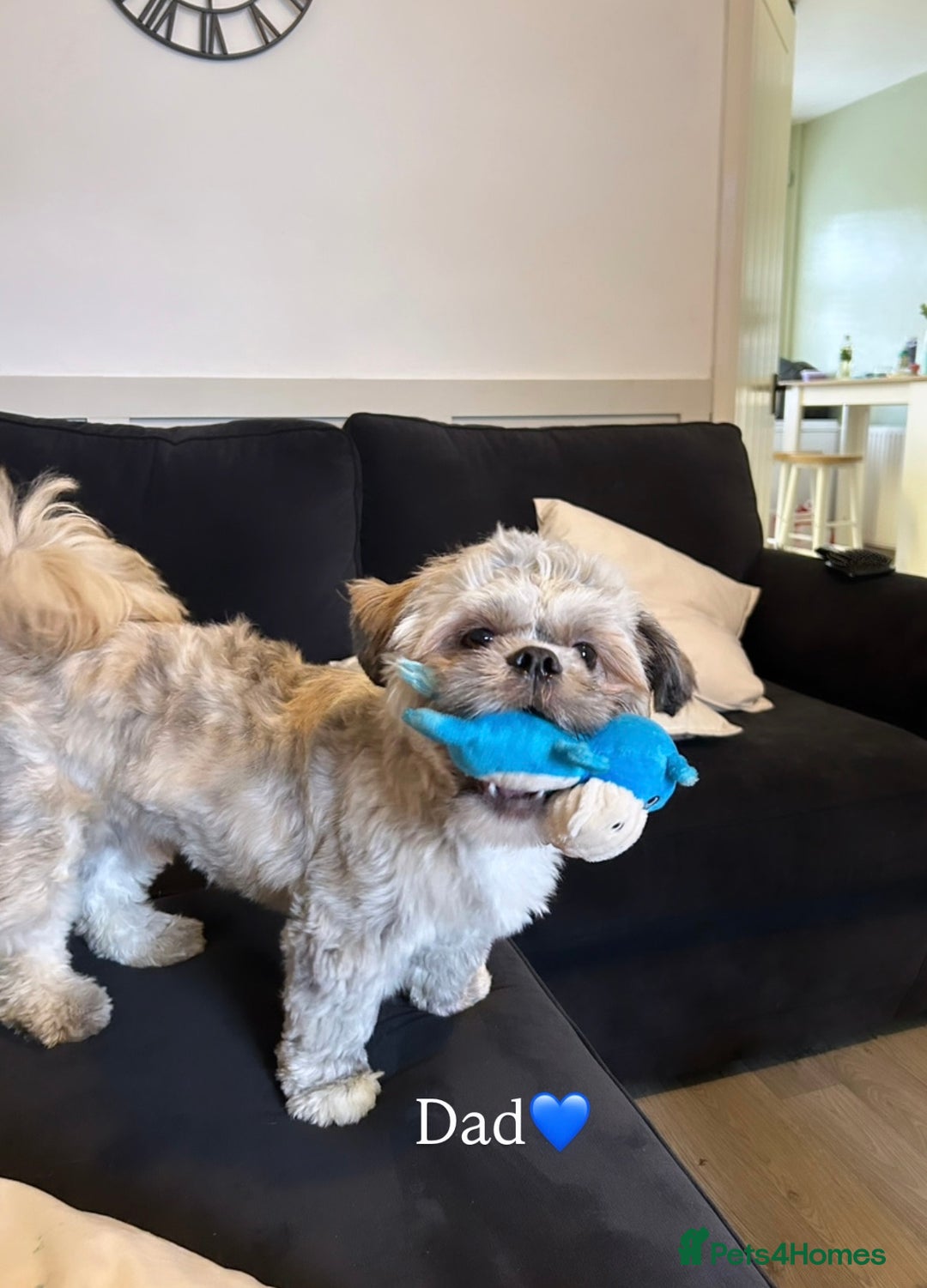 Shihpoo dogs for sale: Gorgeous Shihpoos for sale  - Advert 20