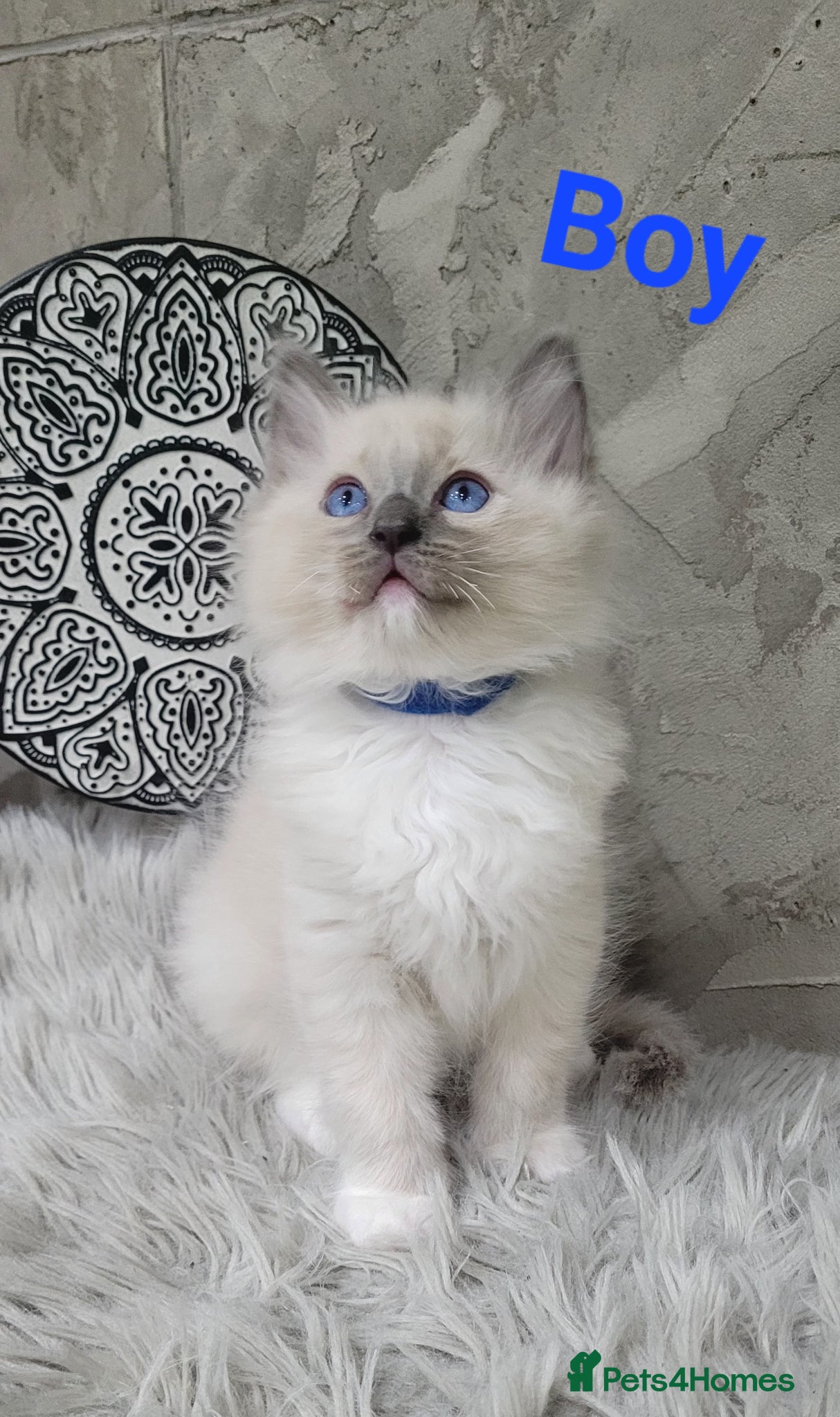 Ragdoll cats 7 Beautiful Ragdoll Kittens  - Advert 13