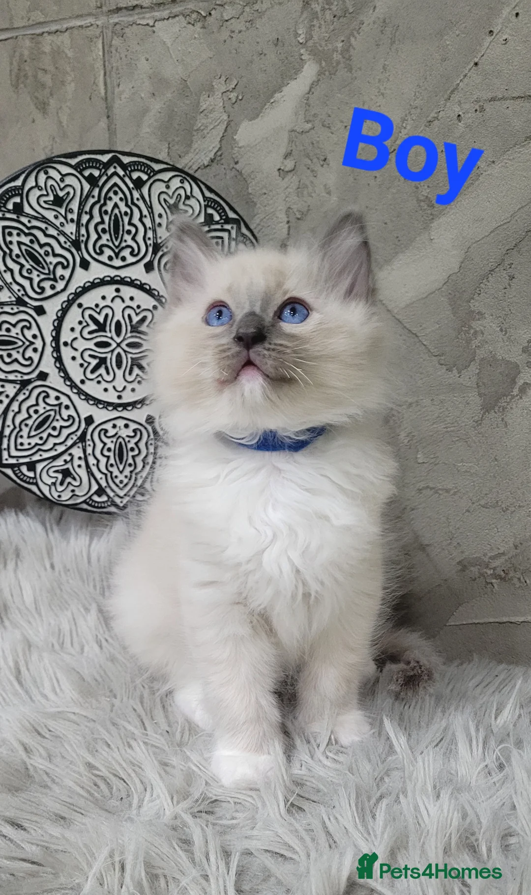 Ragdoll cats for sale: 7 Beautiful Ragdoll Kittens  - Advert 1