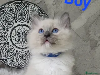 Ragdoll cats 7 Beautiful Ragdoll Kittens - Advert 3
