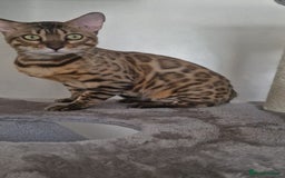 Bengal cats for sale: Amazing King 😻 - Image 2
