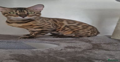 Bengal cats - Advert 9