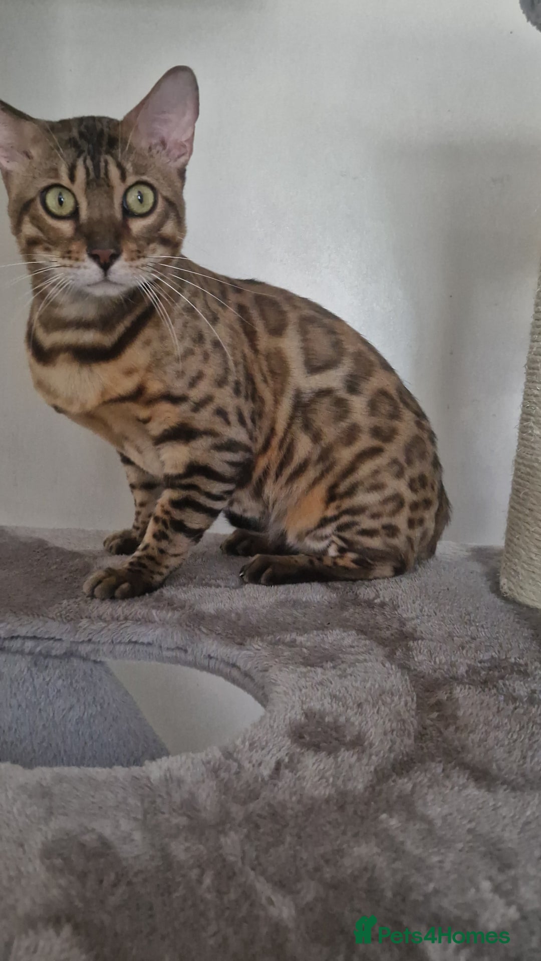 Bengal cats for sale: Amazing King 😻 - Image 2