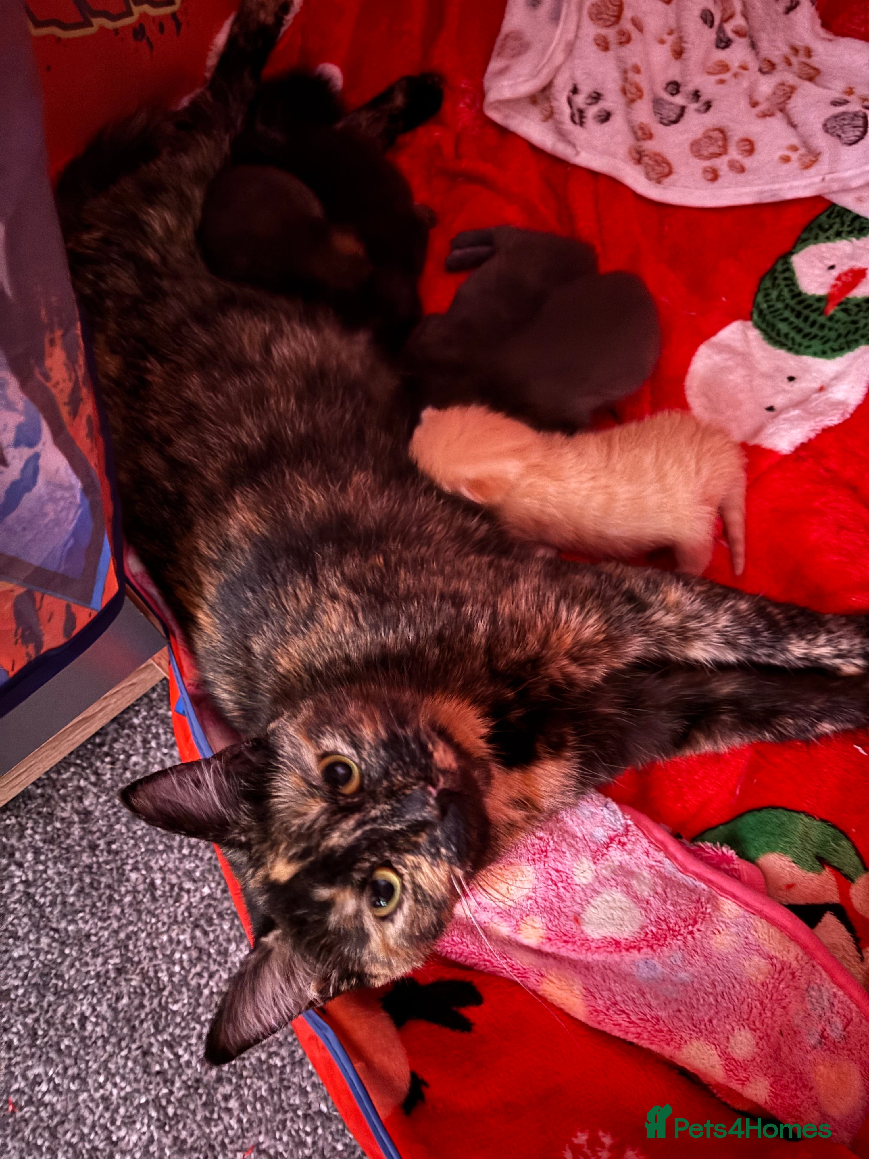 Mixed Breed cats Kittens  - Advert 5