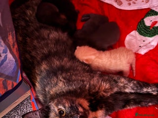 Mixed Breed cats Kittens - Advert 1