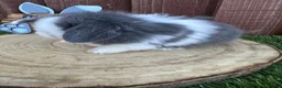 Mini Lop rabbits for sale: Beautiful purebred mini lops ready to reserve  - Advert 38