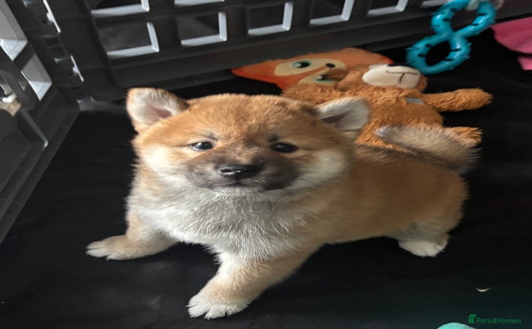 Japanese Shiba Inu dogs - Advert 1