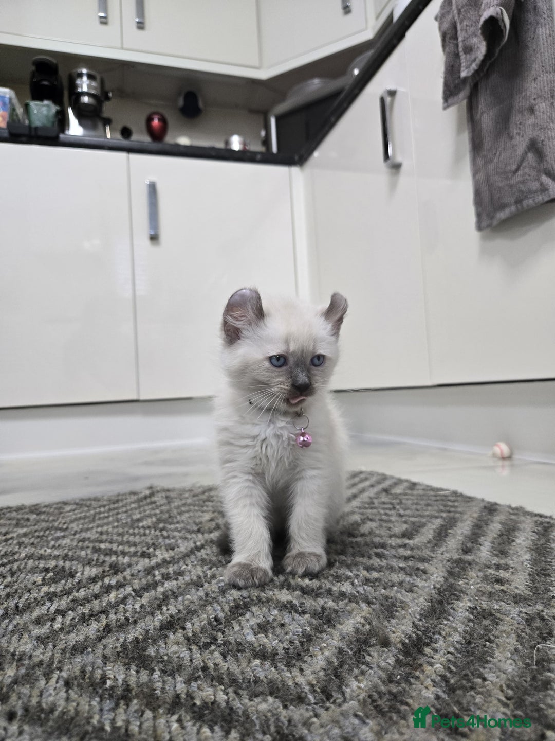 American Curl cats for sale: RARE, Unique, Affectionate American Curl Kittens!  - Advert 4