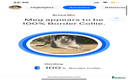 Border Collie dogs for sale: Border collie girl looking for forever home  - Image 5