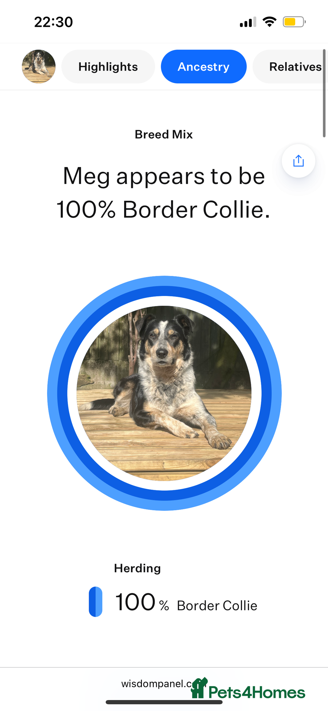 Border Collie dogs for sale: Border collie girl looking for forever home  - Image 5