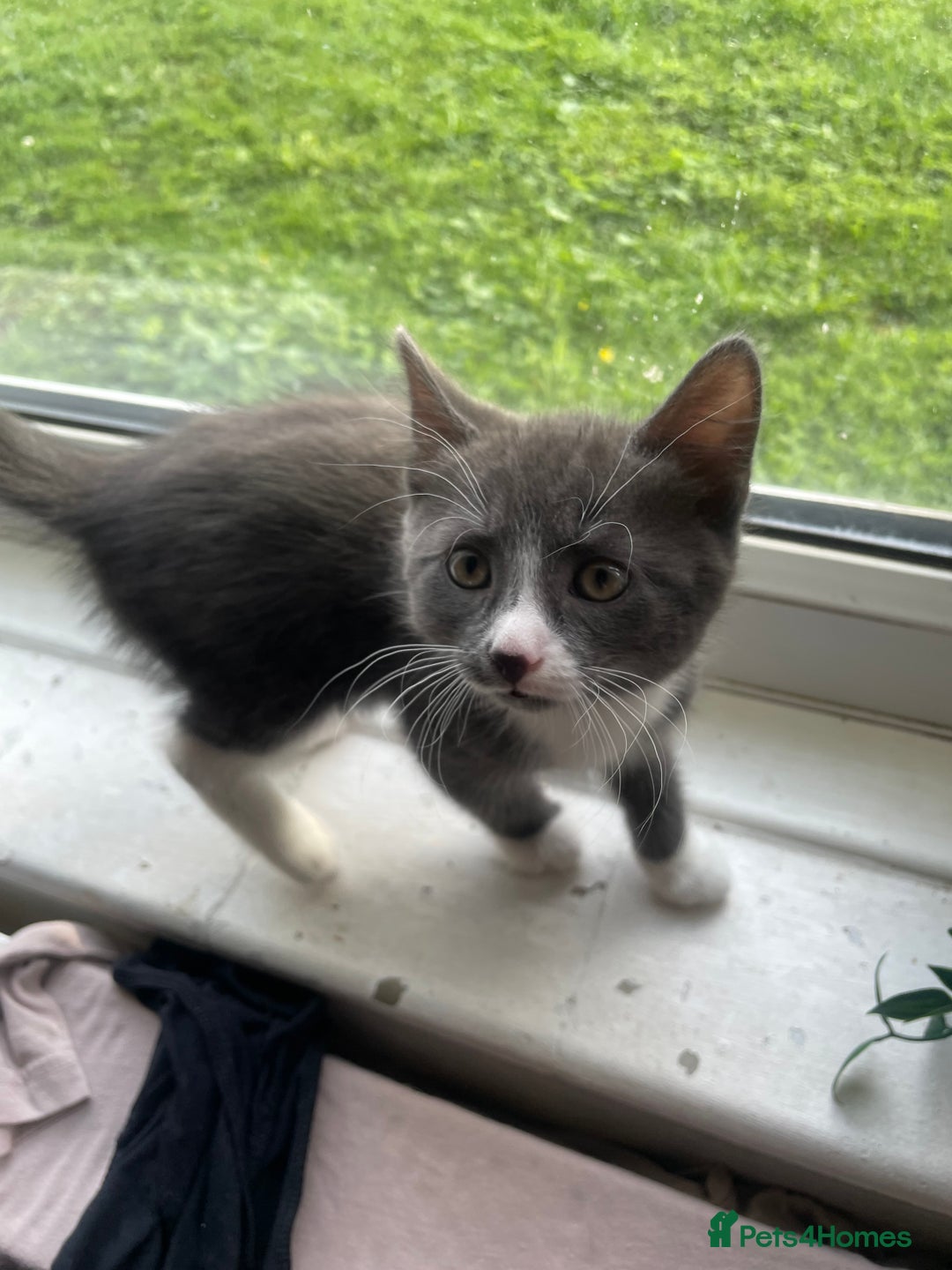 Domestic Shorthair cats for sale: Adorable Grey & White Kitten Looking for a home. - Image 4