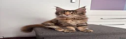 Maine Coon cats for sale: ✨Last Pure Bred Maine Coon Kitten Available  - Advert 10