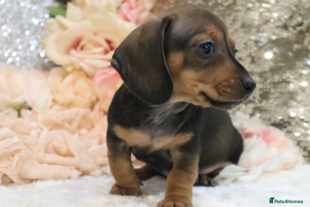 Miniature Dachshund dogs for sale: KC Registered Miniature Dachshund Puppies - Image 25