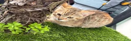 Mixed Breed cats for sale: Half bengal kittens  - Advert 8