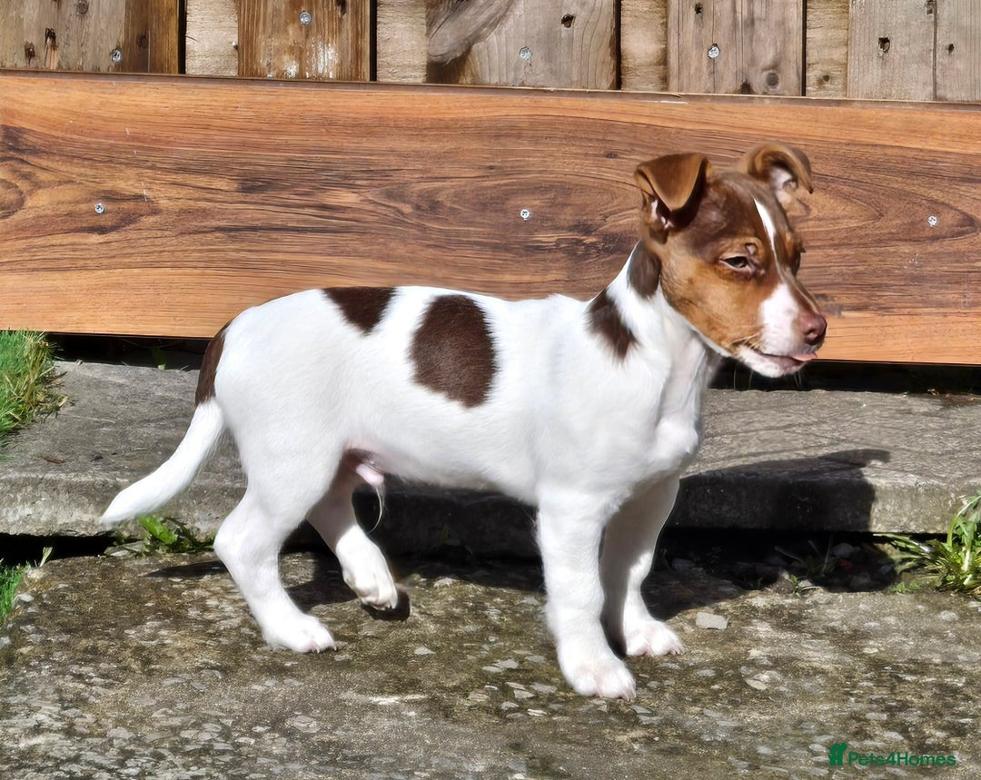 Jack Russell dogs for stud: Jack Russell for stud - Advert 4