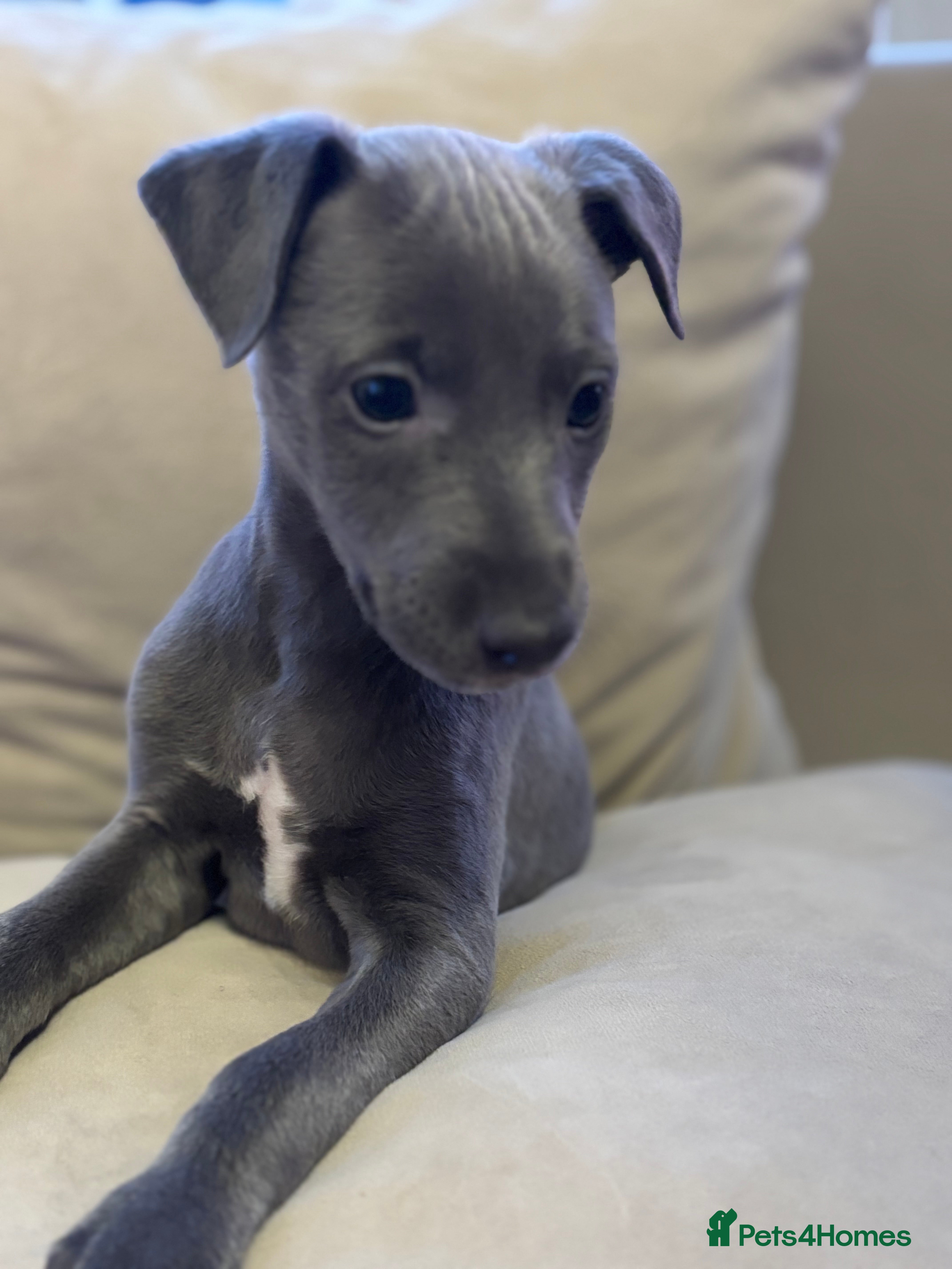 Whippet dogs Stunning KC registered whippet boy! - Advert 2