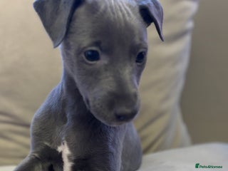 Whippet dogs Stunning KC registered whippet boy! - Advert 2