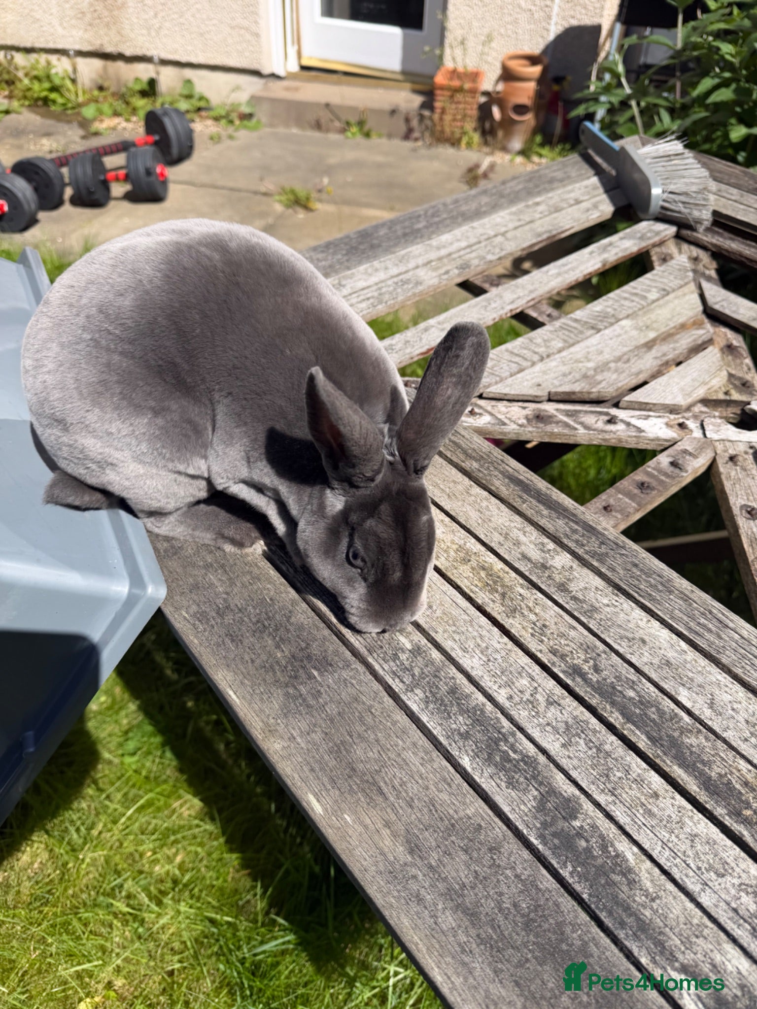 Rex rabbits Male blue rex rabbit  - Advert 3