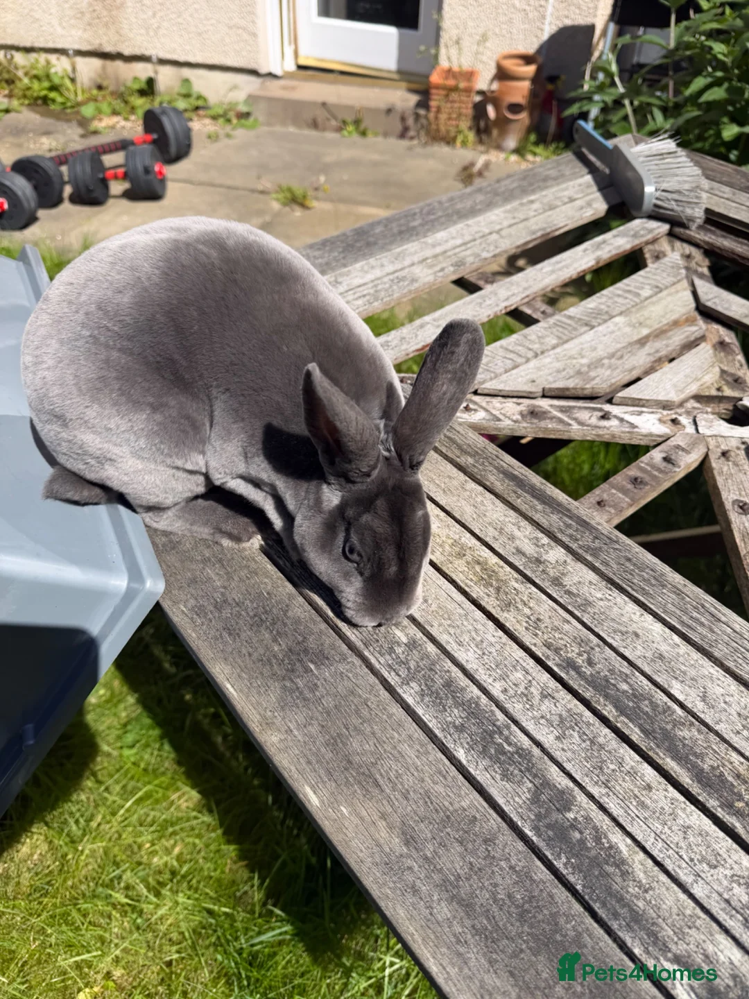 Rex rabbits for sale: Male blue rex rabbit  - Advert 1