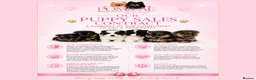 Pomeranian dogs for sale: KC Reg Pomeranians🐾Rare Colours🐾Licensed Breeder - Advert 3
