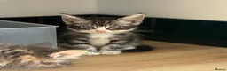Maine Coon cats for sale: Maine Coon x BSH kittens  - Advert 16