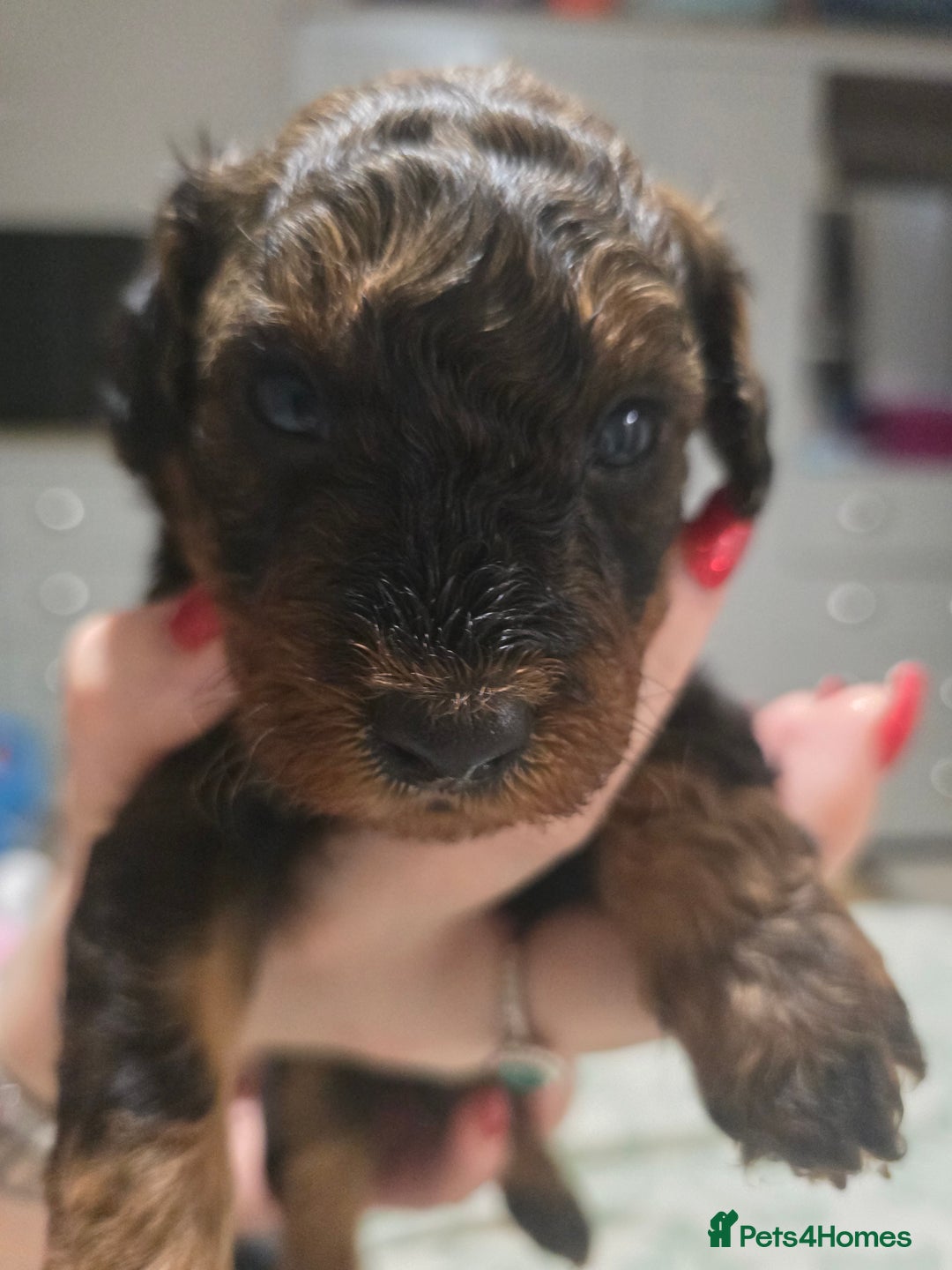 Miniature Poodle dogs for sale: Miniture poodles for sale 2 girls 2 boys - Advert 12