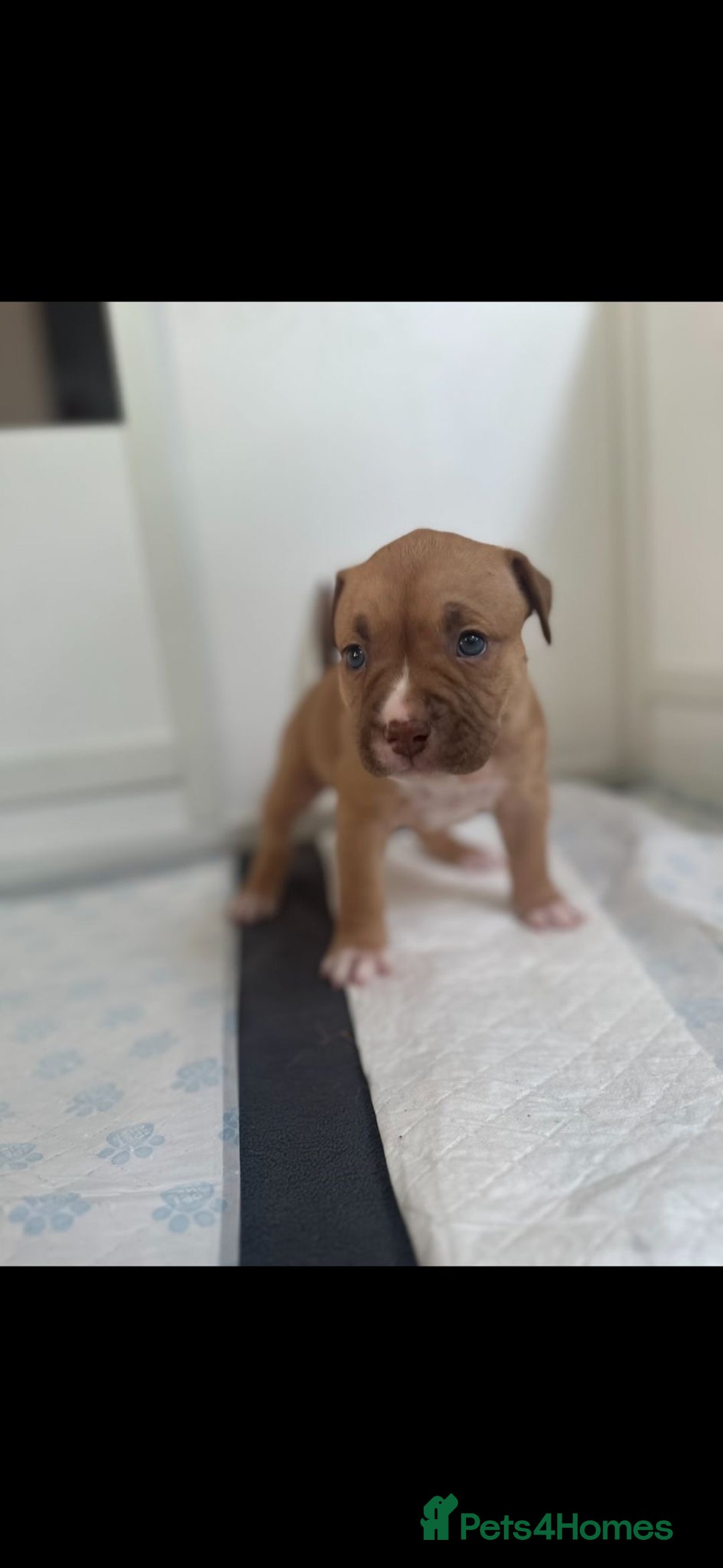 American Bully dogs for sale: Puppies American pocket bully - Image 3