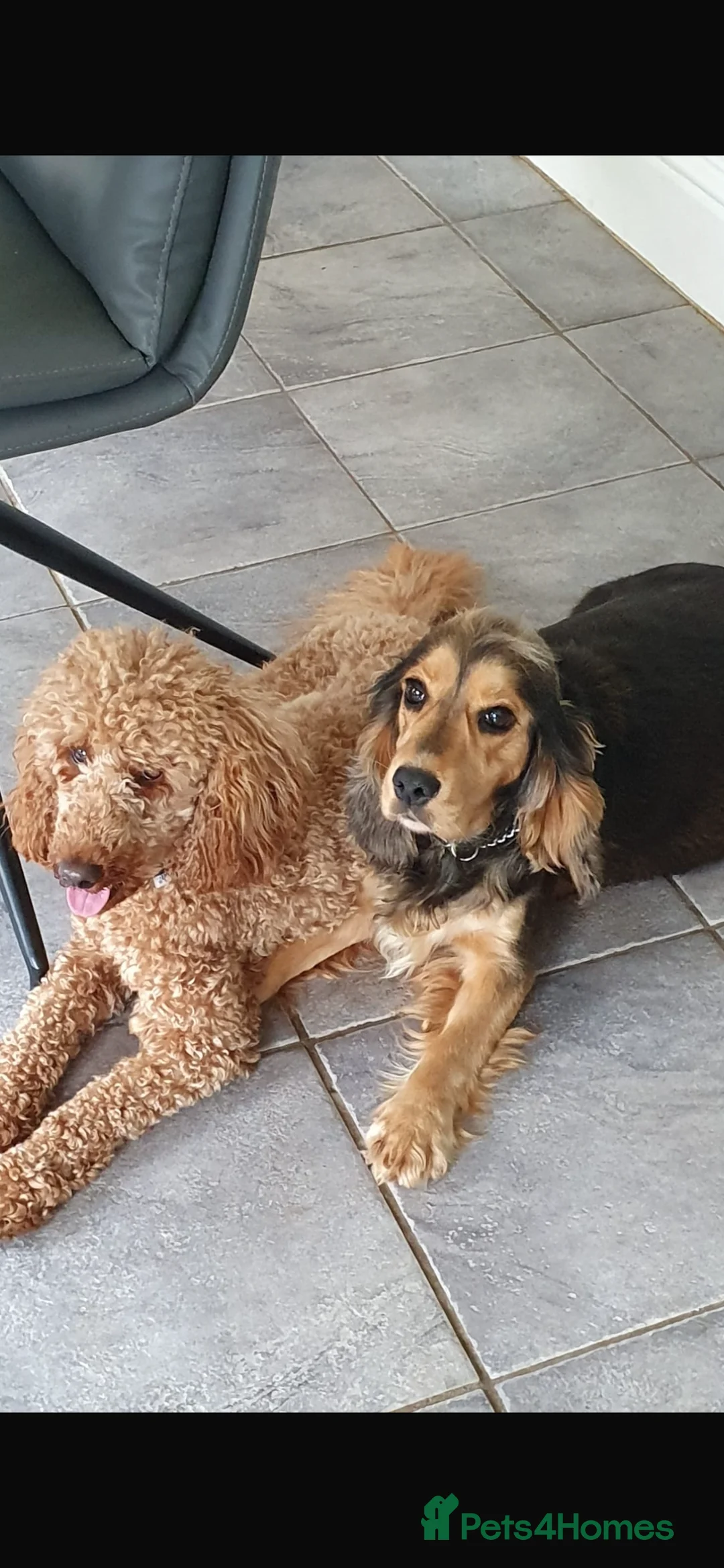 Miniature Poodle dogs for stud: Red miniature poodle kc registered stud  - Advert 3